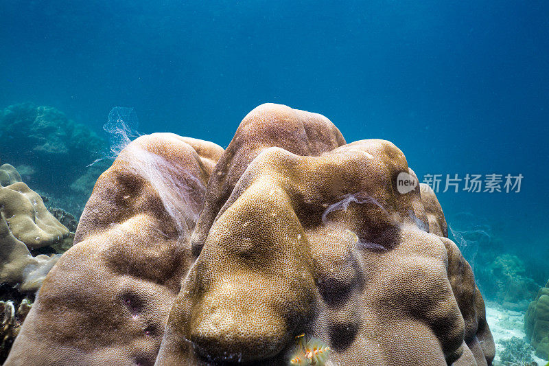 珊瑚排出黏液是一种对抗污染和气候变化的防御机制