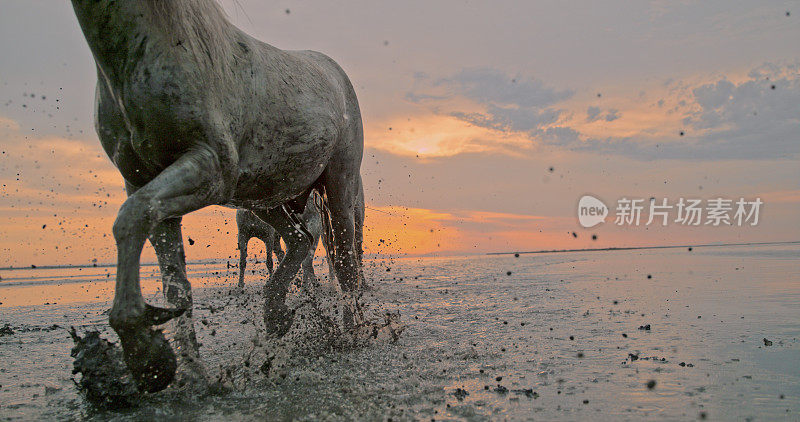 日落时分，在水中奔跑的白马