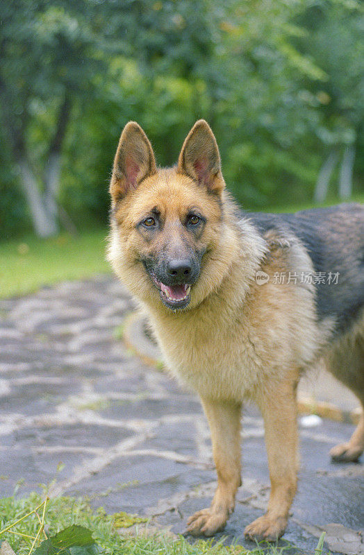 人的手在围栏后面的德国牧羊犬在鸟舍