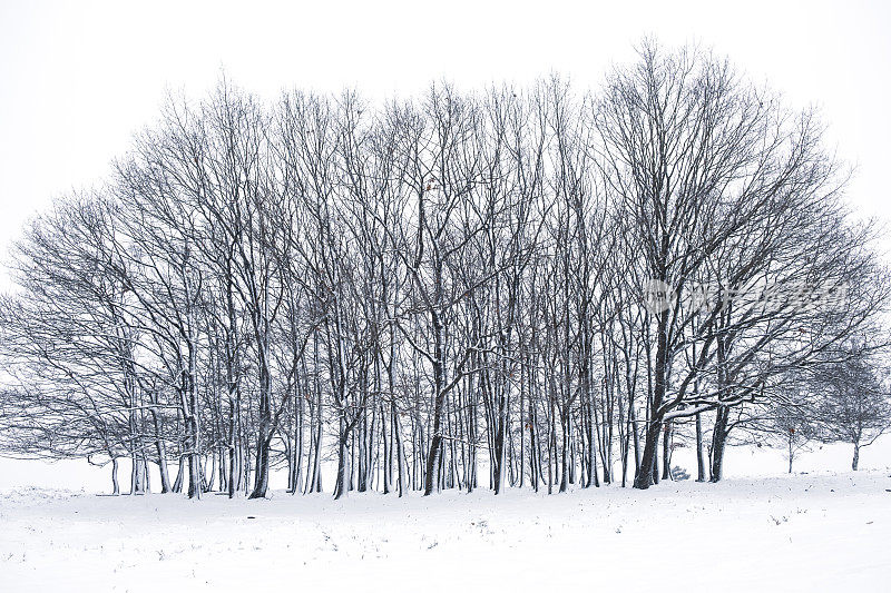 雪景在寒冷的冬日里与新鲜的雪