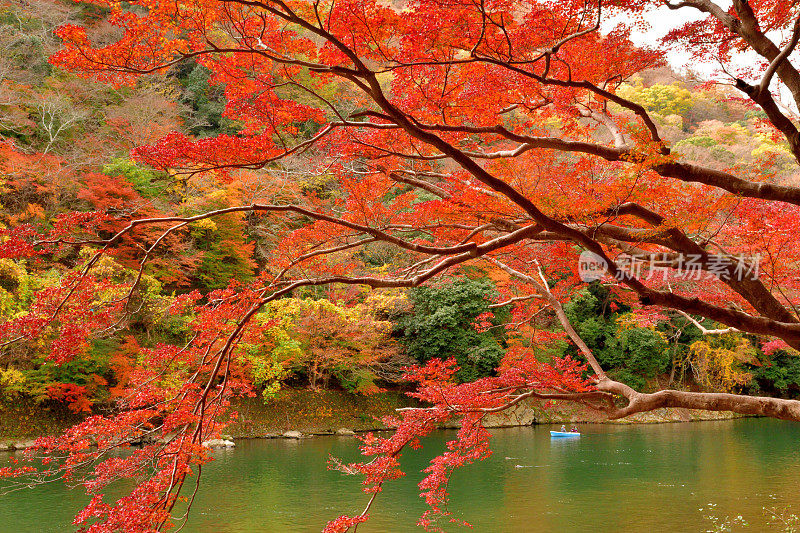 日本京都岚山地区秋叶颜色