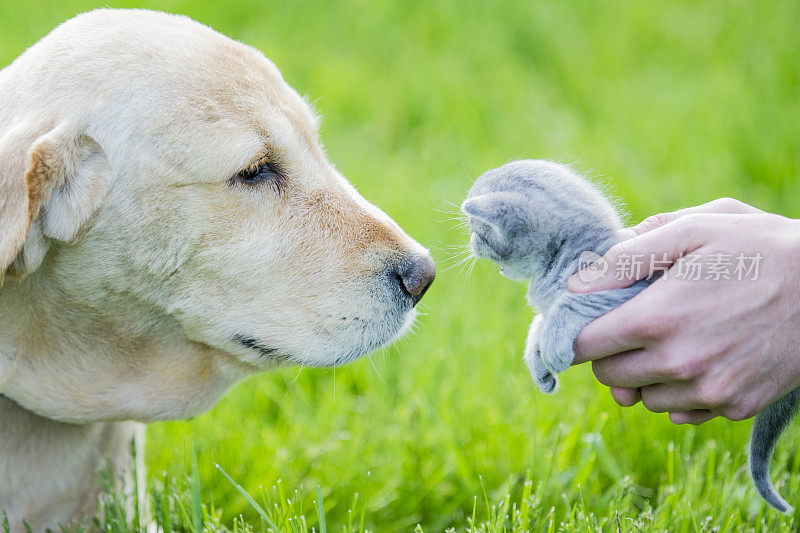 金毛猎犬和小猫朋友的库存照片