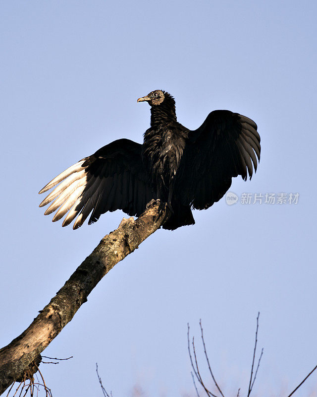 黑色秃鹫鸟近轮廓视图栖息与蓝色的天空背景，显示头，眼，喙和黑色羽毛在它的环境和周围与散景背景。