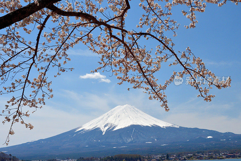 富士山和川口湖的樱花