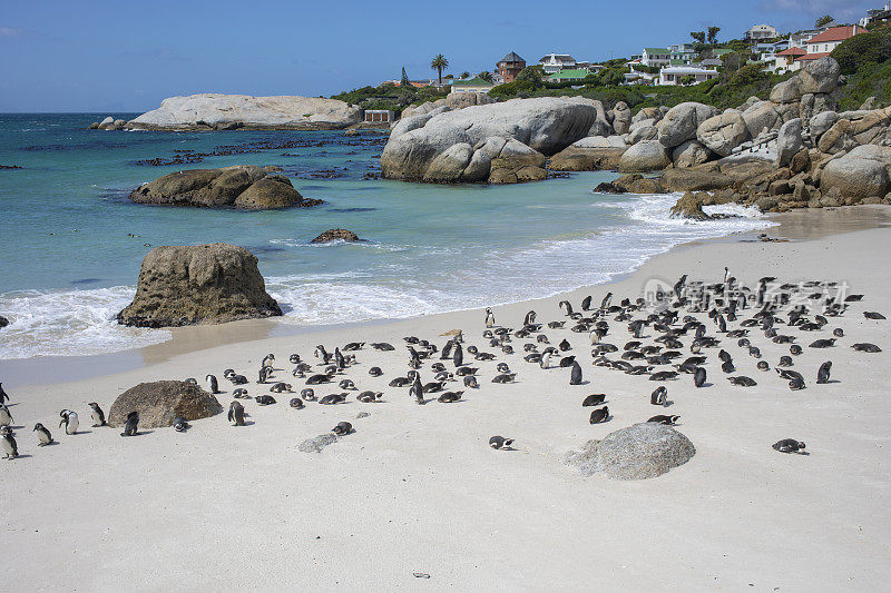 南非海边的蠢企鹅