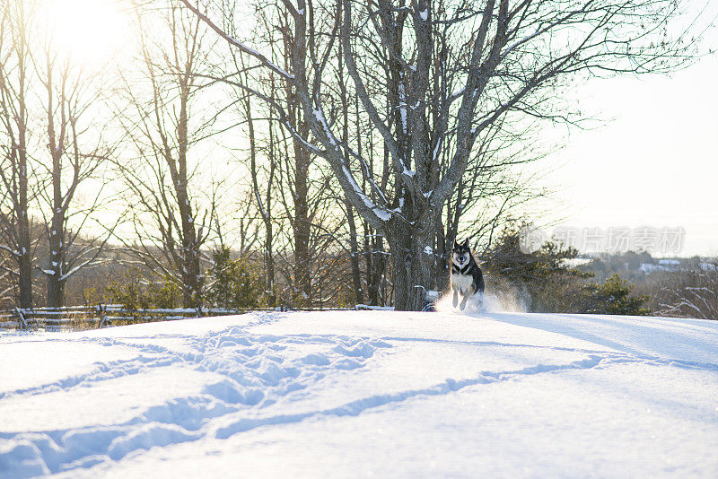 在雪中奔跑