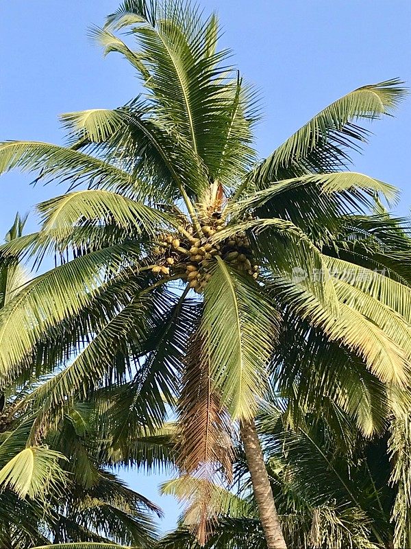 异国情调的棕榈树和椰子，在蓝天的背景下，印度果阿