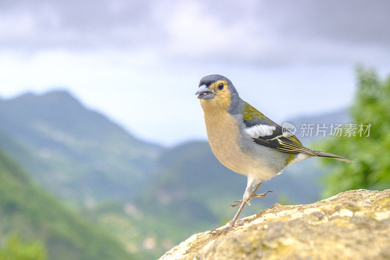 夏天马德拉岛高山上的马德拉苍头燕雀