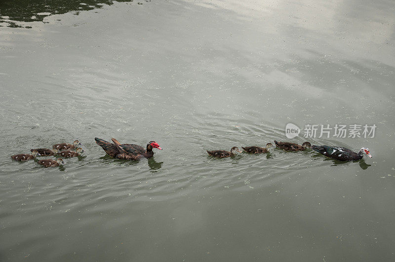 两只鸭子在湖上，池塘里游泳