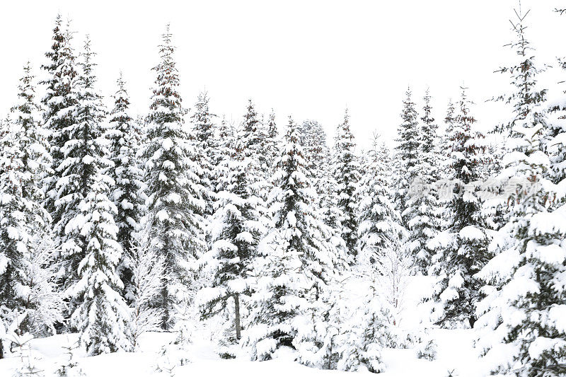 在一个阴天降雪的挪威Hafjell滑雪场，雪覆盖着滑雪场山坡上的树木