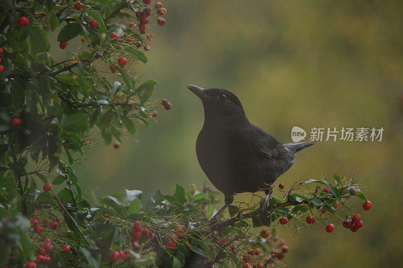 吃黑鸟