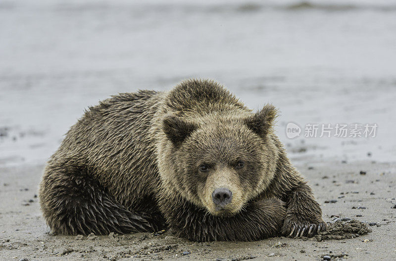 阿拉斯加克拉克湖国家公园，银鲑鱼溪，棕熊幼崽。睡在沙滩上。