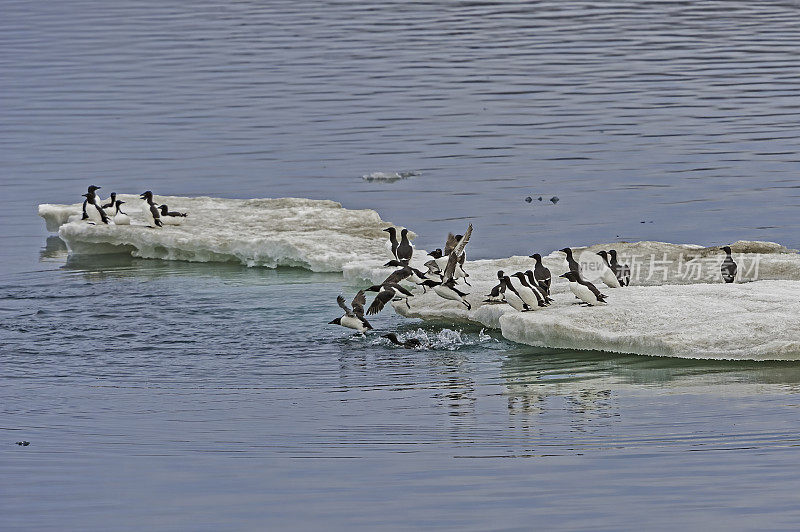 厚嘴海雀或Brünnich海雀(乌里亚龙)是海雀科的一种鸟类。和其他莫尔家的人一起站在冰流上。
