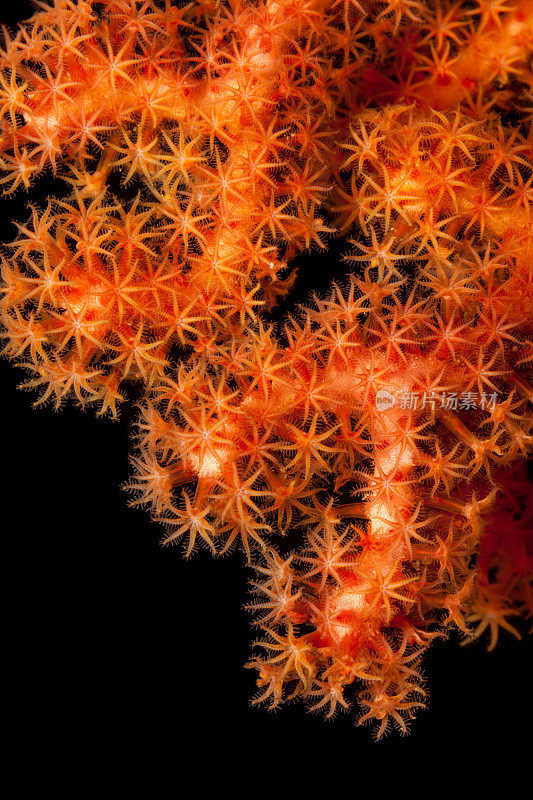 橘柳珊瑚美人，Pura岛，印度尼西亚