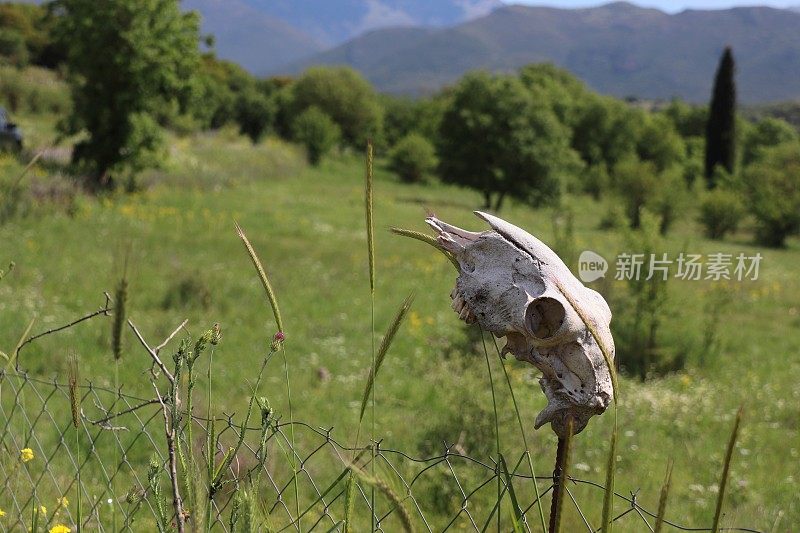 一个山羊头骨粘在篱笆上，后面是一片绿色的田野