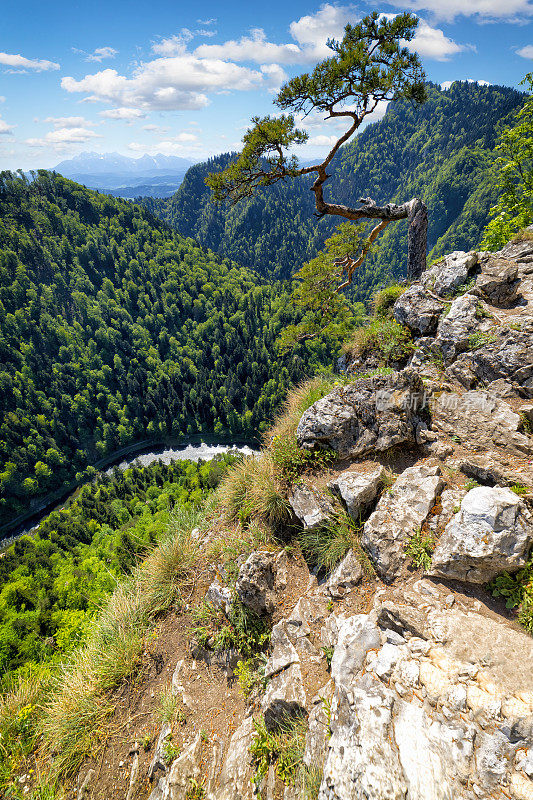 在波兰度假——从松树山的索科利卡山顶俯瞰杜纳耶克峡谷和塔特拉河