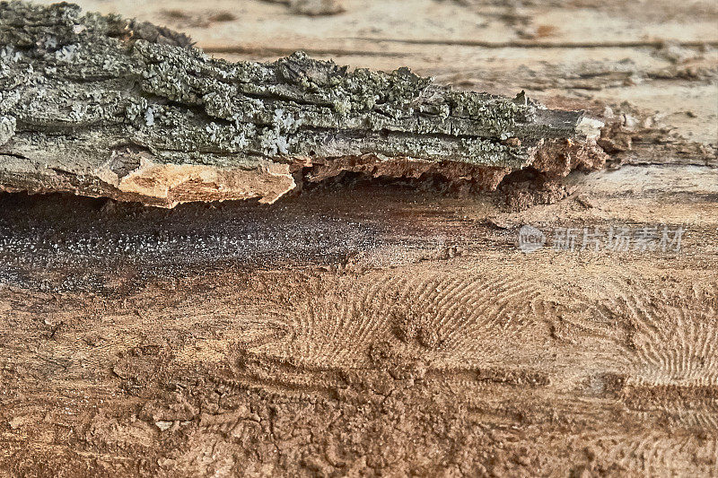 树皮的纹理，上面装饰着树皮甲虫留下的图案