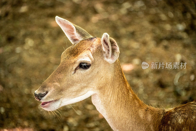 林地中的小鹿