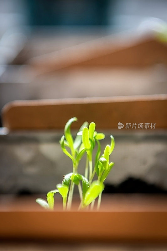 开始一个室内花园。