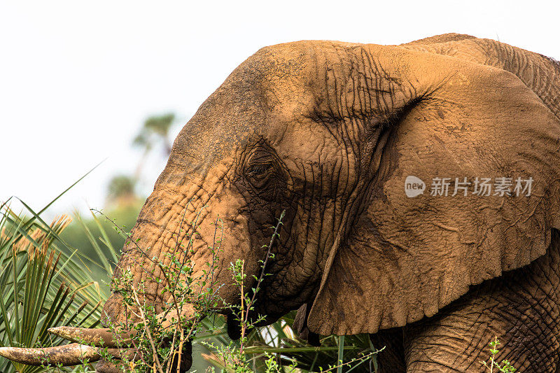 大象头近距离肖像的非洲象