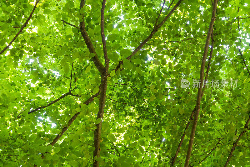 森林中茂密的绿色树木。