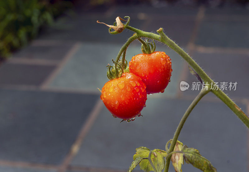 室外的西红柿在雨中