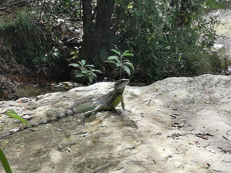 香港薄扶林的蜥蜴在晒太阳