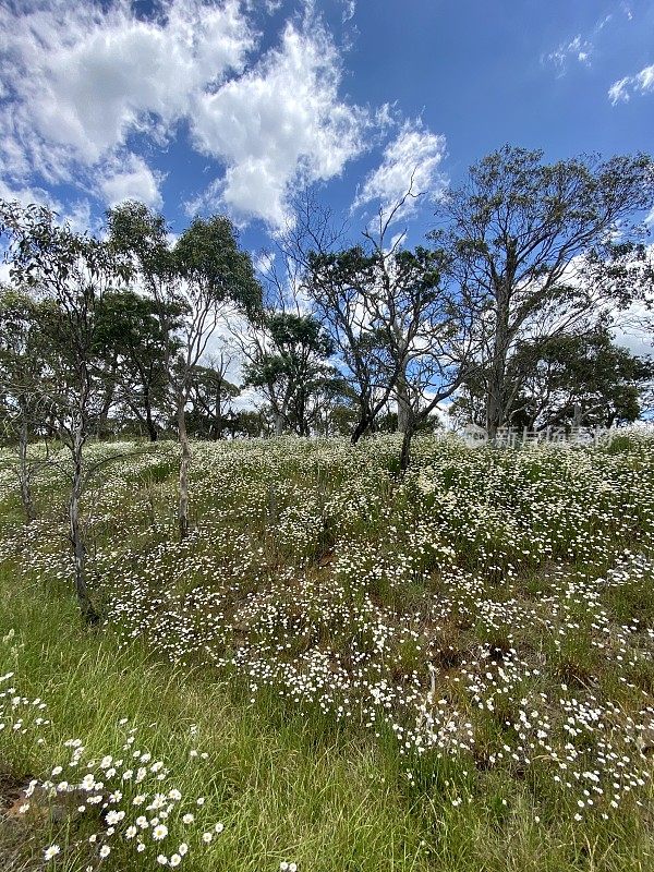 黛西菲尔德在新南威尔士州农村附近的Tenterfield