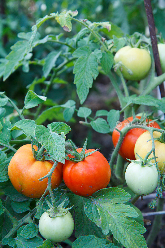 花园里的灌木上长着成熟和未成熟的西红柿