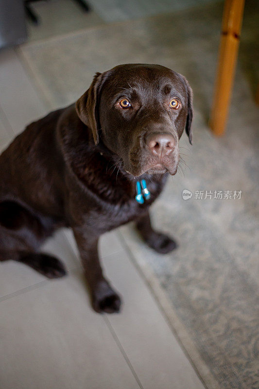 巧克力拉布拉多猎犬1岁在家玩