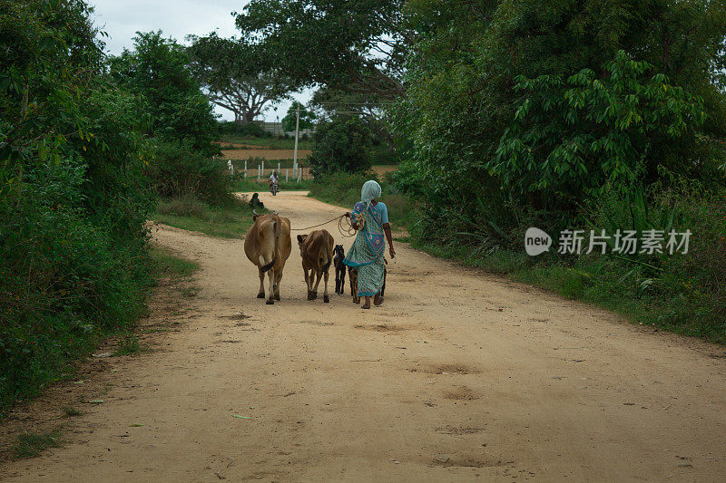 在印度卡纳塔克邦迈苏鲁附近的一个村庄里，一位女农民正牵着她的奶牛和山羊走向牧场。