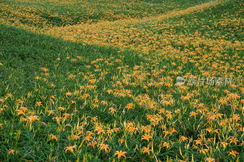 台湾花莲的黄花莲