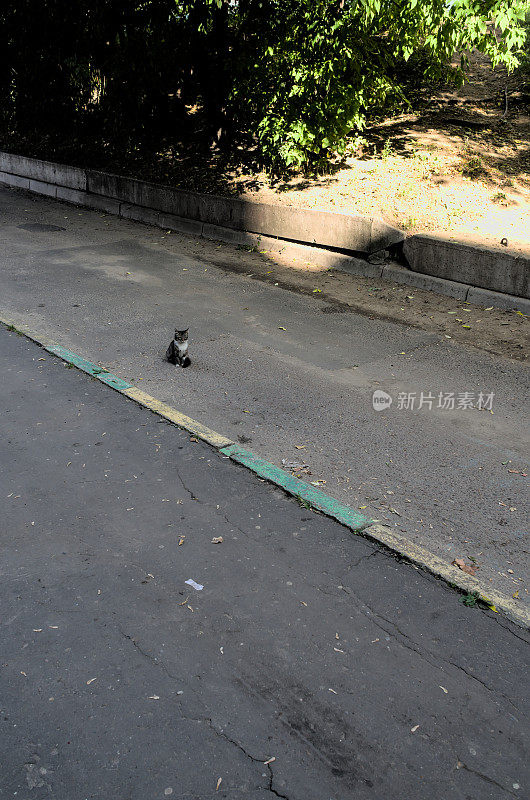 流浪小猫坐在马路上