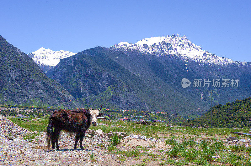 中国西藏林芝，上午318国道，冉乌湖(拉瓜措)至波密(波密)县的公路景观