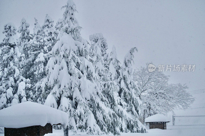 雪松上覆盖着厚厚的积雪