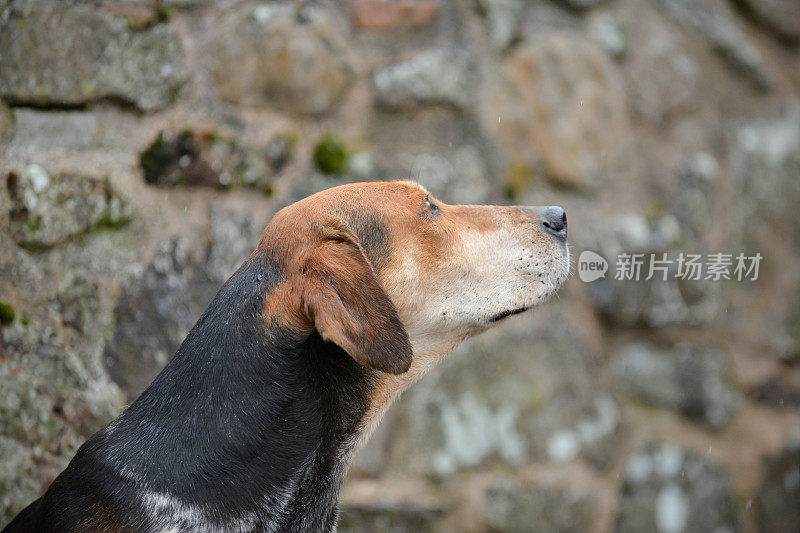 靠近侧面的大猎犬坐在石头墙在满足等待大师吹他的喇叭，并呼吁狩猎命令和开始的日子狩猎。