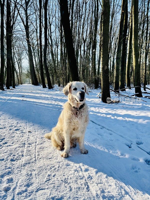 雪中的金毛寻回犬