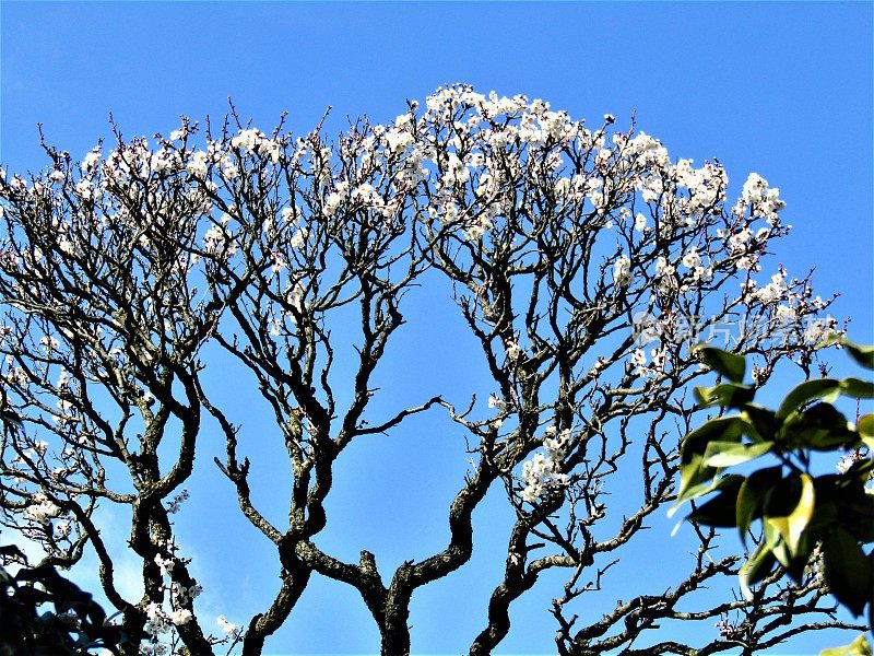 日本。2月。盆景式梅花盛开。