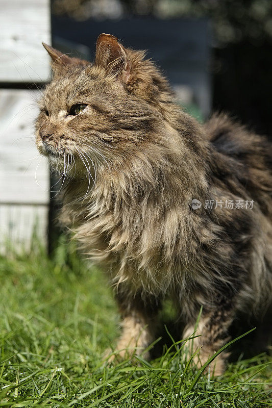 患有免疫抑郁症的老猫