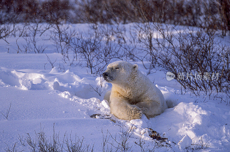 一只野生北极熊在丘吉尔柳树