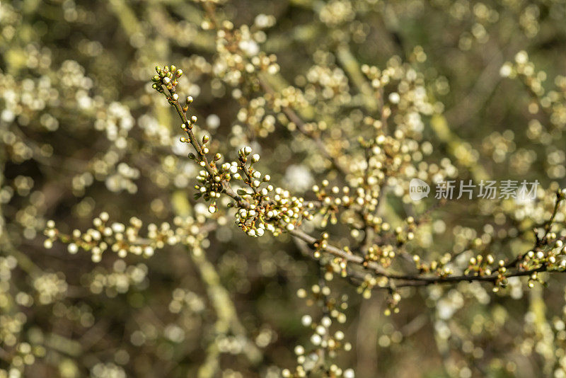 黑刺李在早春萌芽。