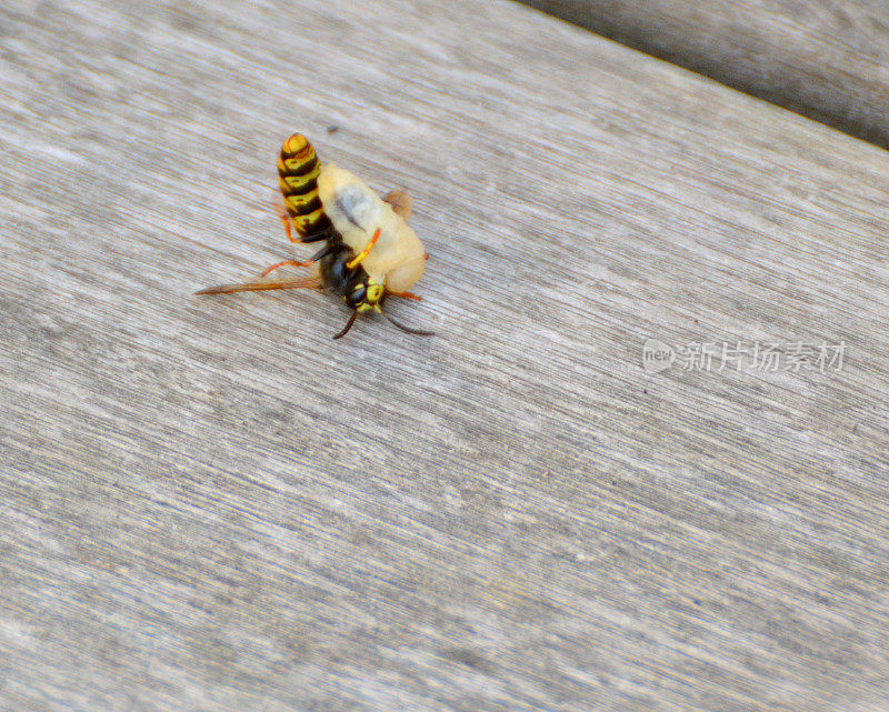 黄蜂倒立着挣扎着要救一个幼虫