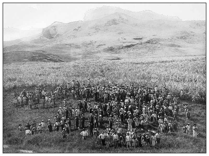 古色古香的黑白照片:夏威夷考艾岛，利休糖种植园的工人们