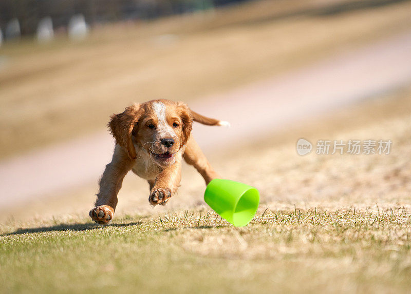 行动照片的工作可卡犬奔跑，挪威奥斯陆