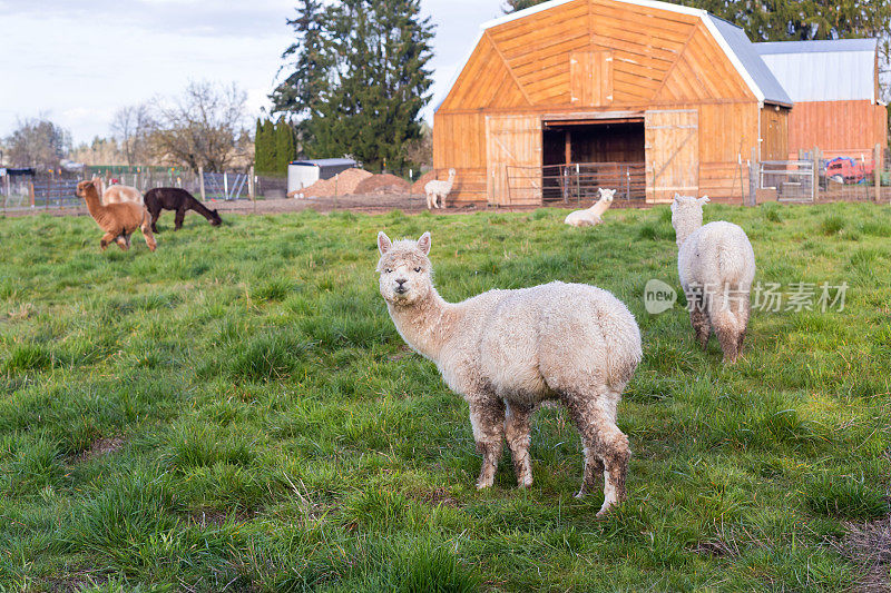 农场草地上的美洲驼和羊驼