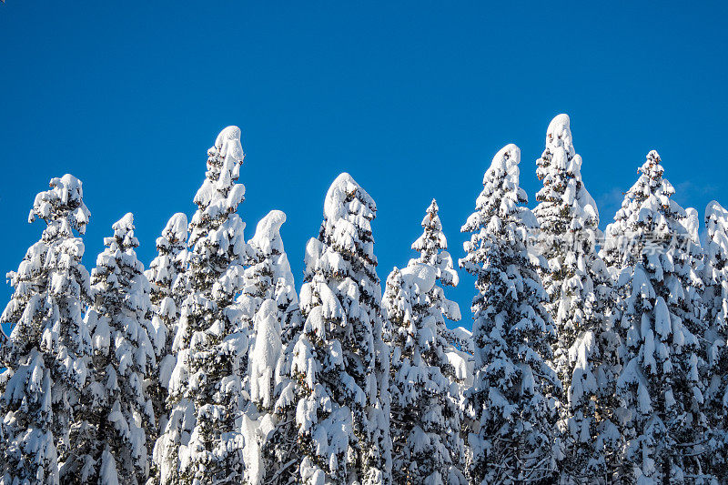 白雪覆盖的树木映衬着天空