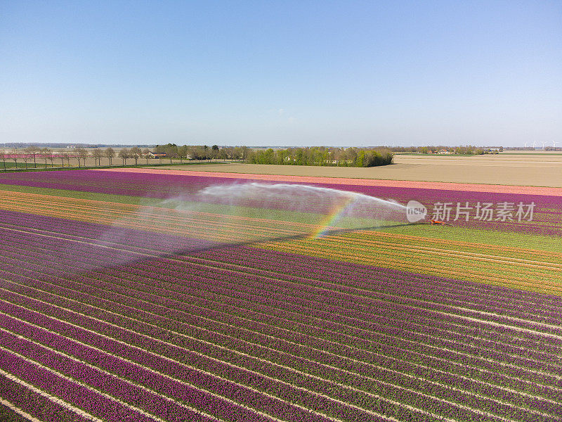 郁金香生长在由农业喷水器在春季喷洒的土地上