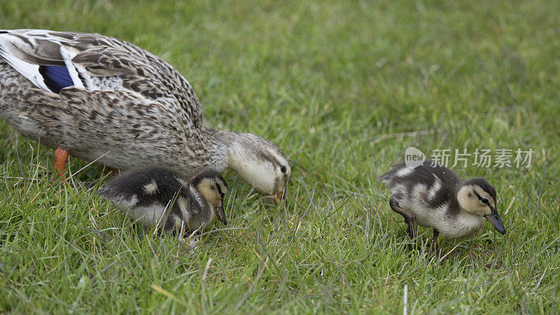 在英国的约克郡北部，春天，母野鸭和她的小鸭子们一起寻找食物