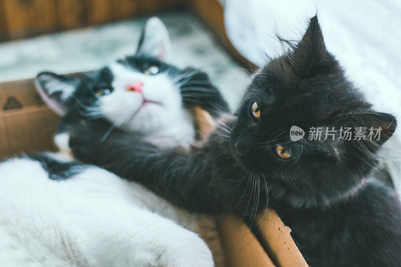 灰色的小猫咪和躺在屋子里的硬纸盒里的黑白相间的老猫玩耍或打架。动物之间的关系，养一只小猫
