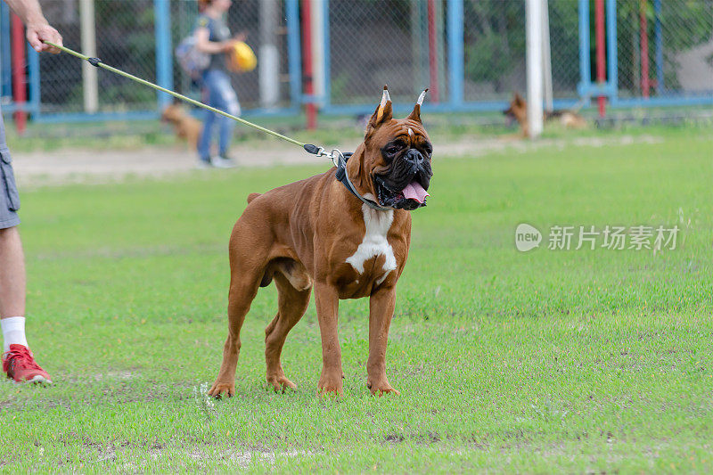 强壮的雄性德国拳师犬站在绿色草坪上。